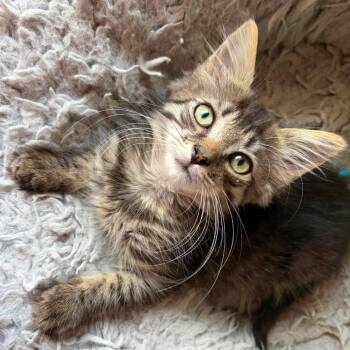 Timothy -  Domestic Medium Hair Cat for Adoption in Beulaville, North Carolina - Timothy | PetCurious