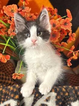 2/17/26 Judith -  Domestic Short Hair Cat Available for Adoption in Stillwater, Oklahoma - 2/17/26 Judith | PetCurious