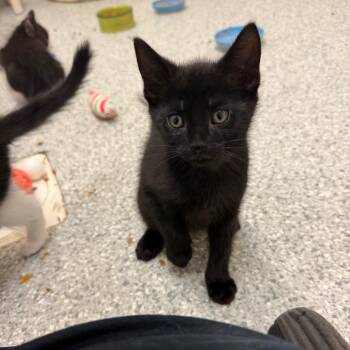 Duke -  Domestic Long Hair Cat for Adoption in Enfield, New Hampshire - Duke | PetCurious