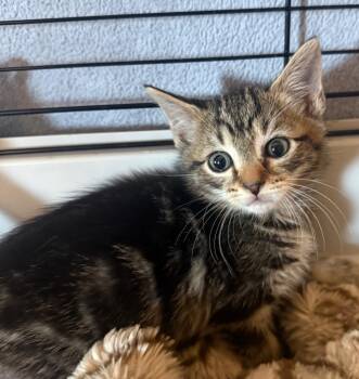 Scar -  Domestic Short Hair Cat for Adoption in Pomona, New York - Scar | PetCurious