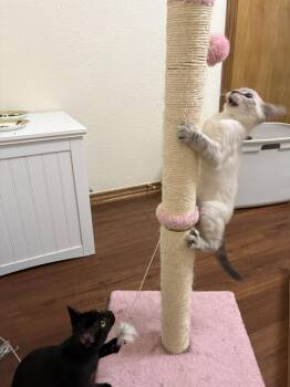Hangnail -  Siamese and Domestic Short Hair Cat for Adoption in Dallas, Texas - Hangnail | PetCurious