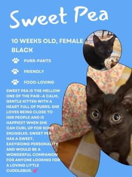 Sweet Pea (FCID# 08/10/2026 - 67 West Chester PS) -  Domestic Short Hair Cat for Adoption in Greenville, Delaware - Sweet Pea (FCID# 08/10/2026 - 67 West Chester PS) | PetCurious