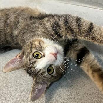 Domestic Short Hair Cats Available for Adoption - Cupids Bow | PetCurious