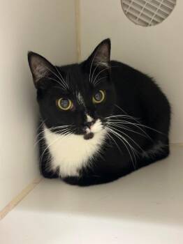 LiLi (Hillmont) -  Domestic Short Hair Cat for Adoption in Johnson City, Tennessee - LiLi (Hillmont) | PetCurious