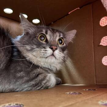 Finn -  Domestic Long Hair Cat for Adoption in Murray, Utah - Finn | PetCurious