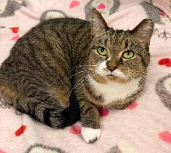 Molly -  Domestic Short Hair Cat for Adoption in Defiance, Ohio - Molly | PetCurious