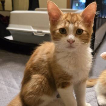 Scarlett -  Domestic Long Hair Cat for Adoption in Roswell, Georgia - Scarlett | PetCurious