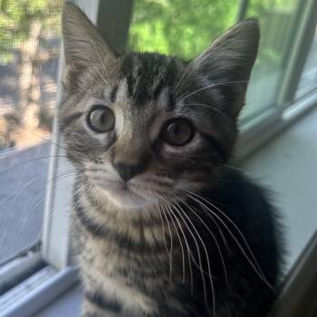 Domestic Short Hair Cats Available for Adoption in Portland, Oregon - Paige | PetCurious