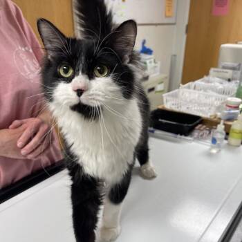 Gizmo -  Domestic Long Hair Cat for Adoption in Canton, Illinois - Gizmo | PetCurious
