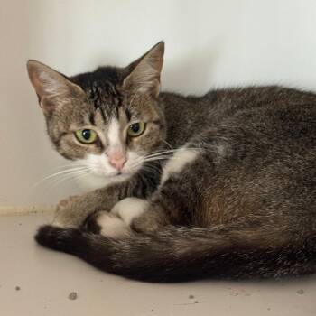 Cardi B -  Domestic Short Hair Cat for Adoption in Dearborn, Michigan - Cardi B | PetCurious