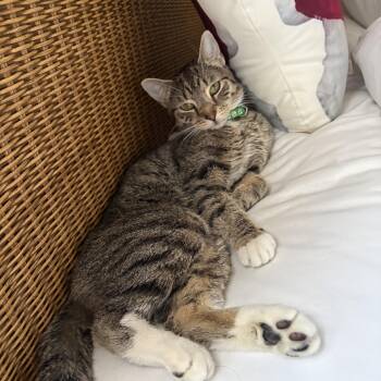 Lolita -  Domestic Short Hair Cat for Adoption in Jersey City, New Jersey - Lolita | PetCurious