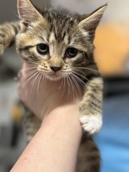 Domestic Short Hair and Tabby Cats Available for Adoption in New York, New York - Thyme  | PetCurious