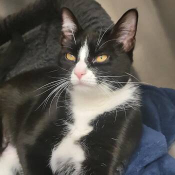 Moonpie -  Domestic Short Hair Cat for Adoption in Westhampton, New York - Moonpie | PetCurious