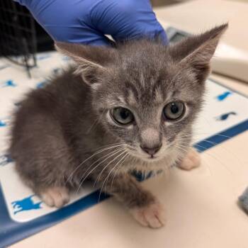 Ukelele -  Domestic Short Hair Cat for Adoption in Lynchburg, Virginia - Ukelele | PetCurious