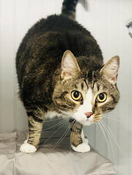 Domestic Short Hair Cats Available for Adoption in Savannah, Georgia - Tiger | PetCurious