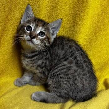 Domestic Short Hair Cats Available for Adoption in Waterloo, Iowa - Bee | PetCurious