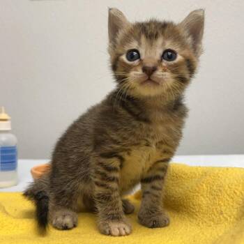 Fresca -  Domestic Short Hair Cat for Adoption in Abilene, Texas - Fresca | PetCurious