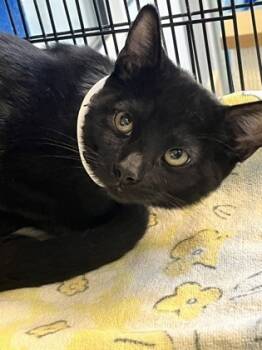 Rescue Domestic Short Hair Cats for Adoption in Savannah, Georgia - Bonnie (Bonded With Sid)(Pounce Cat Cafe) | PetCurious