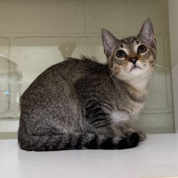 Rescue Domestic Short Hair Cats for Adoption in League City, Texas - Hemlock | PetCurious