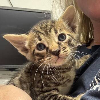 Shannon -  Domestic Short Hair Cat for Adoption in Wahiawa, Hawaii - Shannon | PetCurious