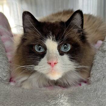 Sassy & Sagan -  Ragdoll Cat for Adoption in Falmouth, Massachusetts - Sassy & Sagan | PetCurious