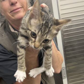 Domestic Short Hair Cats Available for Adoption - C10 | PetCurious