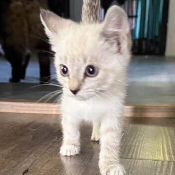 Snowball -  Siamese Cat for Adoption in New Tazewell, Tennessee - Snowball | PetCurious
