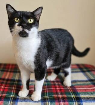 Cassidy -  Domestic Short Hair Cat for Adoption in Liverpool, Texas - Cassidy | PetCurious
