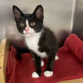 Toaster -  Domestic Short Hair Cat for Adoption in Roanoke, Virginia - Toaster | PetCurious