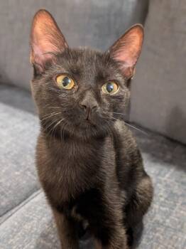 Toby -  Domestic Short Hair Cat for Adoption in Cary, North Carolina - Toby | PetCurious