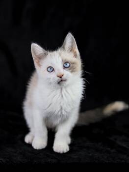 Snowflake Blue -  Siamese Cat for Adoption in Lewisburg, Tennessee - Snowflake Blue | PetCurious