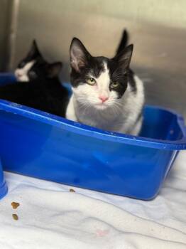 Rescue Domestic Short Hair Cats for Adoption in Danielsville, Georgia - Thorn | PetCurious