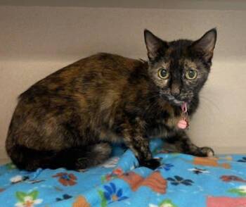 Domestic Short Hair Cats Available for Adoption in Bowling Green, Kentucky - Little Girl | PetCurious