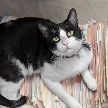 Domestic Short Hair Cats Available for Adoption - Hugo | PetCurious