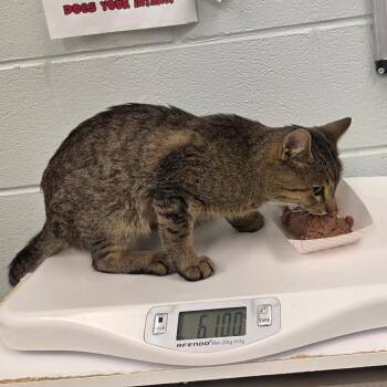 Anakin -  Domestic Long Hair Cat for Adoption in Chattanooga, Tennessee - Anakin | PetCurious