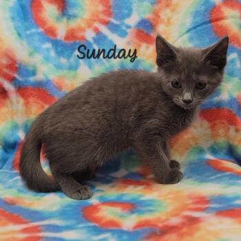 Domestic Short Hair Cats Available for Adoption in Parkersburg, West Virginia - Sunday | PetCurious