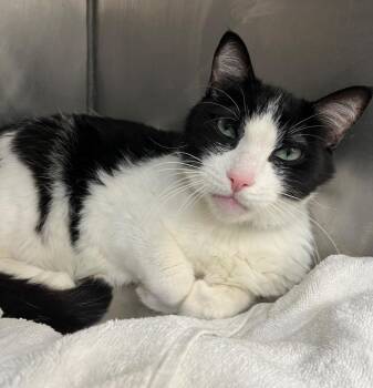 Bandit -  Domestic Short Hair Cat for Adoption in Little Rock, Arkansas - Bandit | PetCurious