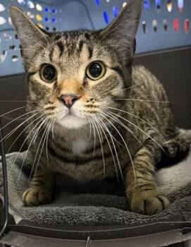 Rain (fka Micah) -  Domestic Short Hair Cat for Adoption in Fort Worth, Texas - Rain (fka Micah) | PetCurious