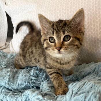 Domestic Short Hair Cats Available for Adoption in Eaton Rapids, Michigan - Carmella (Carmey) Purrleone 56145 | PetCurious