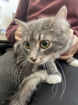 Rescue Domestic Short Hair Cats for Adoption in Casper, Wyoming - MISCHIEF | PetCurious