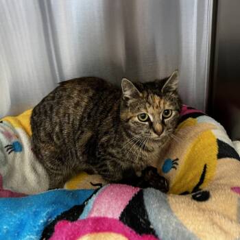 Rescue Domestic Short Hair Cats for Adoption in Lynchburg, Virginia - Linda | PetCurious