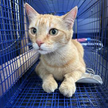 Domestic Short Hair Cats Available for Adoption in Newark, New Jersey - Donatello | PetCurious