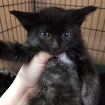 Jaye -  Domestic Short Hair Cat for Adoption in Hemet, California - Jaye | PetCurious