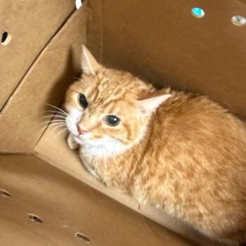 Figaro -  Domestic Medium Hair Cat for Adoption in Philadelphia, Pennsylvania - Figaro | PetCurious