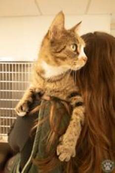 Willow -  Domestic Short Hair Cat for Adoption in Potsdam, New York - Willow | PetCurious