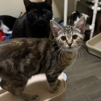 Rescue Domestic Short Hair Cats for Adoption in Portage, Michigan - Lavender | PetCurious