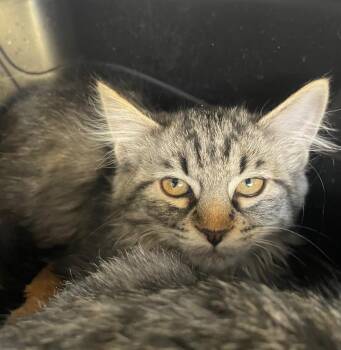 Domestic Medium Hair Cats Available for Adoption - Bridgerton Kittens (Eloise) | PetCurious