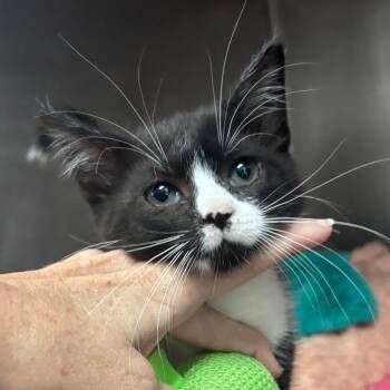 NCI5654 Michelle -  Domestic Short Hair Cat for Adoption in Port Washington, New York - NCI5654 Michelle | PetCurious