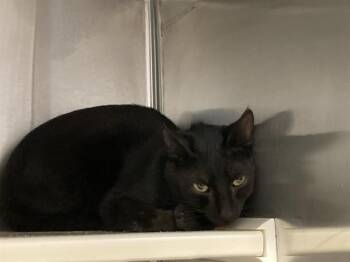 Domestic Short Hair Cats Available for Adoption in Tustin, California - ROBIN HOOD | PetCurious