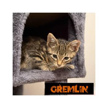 Rescue Domestic Short Hair Cats for Adoption in Fertile, Minnesota - Gremlin | PetCurious